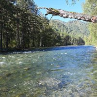 По р.Чемал :: Валерий Медведев