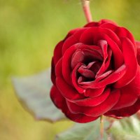 Черная роза... :: Юрий Полторыхин.