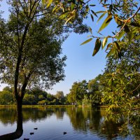 пруд,Петергоф :: Laryan1 