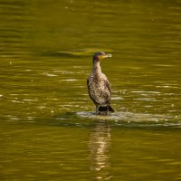 Баклан :: Jakob Dick