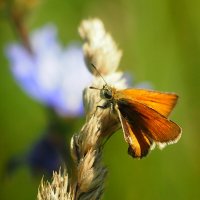 опять про бабочек...81 :: Александр Прокудин опять про бабочек...81 :: Александр Прокудин