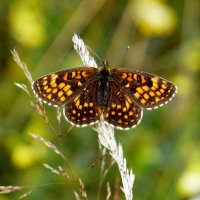 опять про бабочек...85 :: Александр Прокудин опять про бабочек...85 :: Александр Прокудин