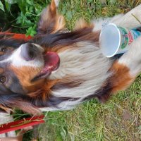 подайте на домик для бездомных поросят) :: Артём 