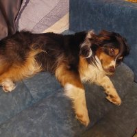 не приставай, я объелся! :: Артём 