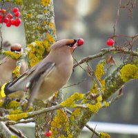любимое лекомство :: shasha1950 любимое лекомство :: shasha1950
