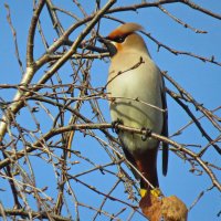 свиристели прилетели :: shasha1950 свиристели прилетели :: shasha1950