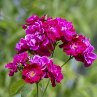 ... :: Светлана Ищенко ... :: Светлана Ищенко