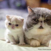 Милота :: Светлана Ищенко