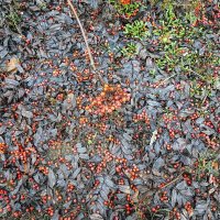 Рябиновый фон :: Валерий Иванович