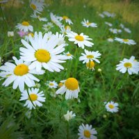 *** :: Любовь Сахарова