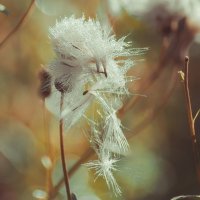 *** :: Виктор Иванович Чернюк *** :: Виктор Иванович Чернюк