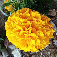 Цветы. :: Владимир Драгунский