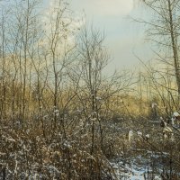 На болоте. :: Николай 