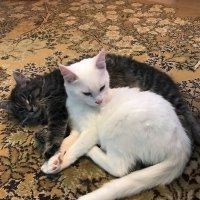 Друзья :: Ольга Довженко