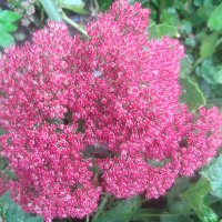 Осеннее :: Елена Семигина