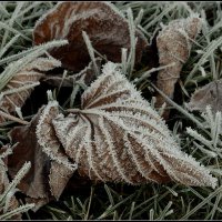 Первый морозец :: Aleksandr Gal