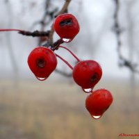 И продолжает слёзы лить ноябрь.. :: Андрей Заломленков