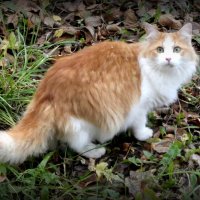 Эх, птички улетают на юг, а как же котики? :-) :: Андрей Заломленков Эх, птички улетают на юг, а как же котики? :-) :: Андрей Заломленков