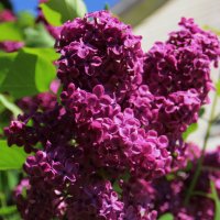 Сиреневое настроение ... :: Татьян@ Ивановна