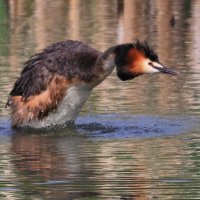 Чомга... :: Владилен Панченко