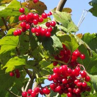 Калина :: Freddy 97