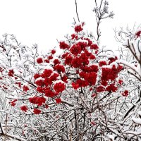 Калина красная.... :: Ольга Конькова