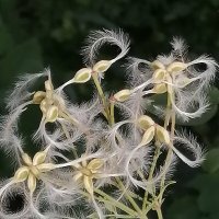 Нежность. :: юрий Амосов