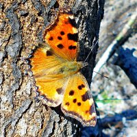 Многоцветница обыкновенная :: Константин Штарк