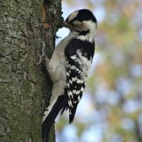 Трудовые будни :: PRP 