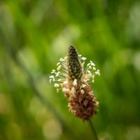 Про подорожник... :: Николай Гирш Про подорожник... :: Николай Гирш