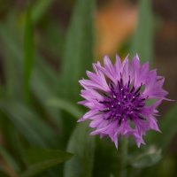 Может лютик? :: Юрий Полторыхин.