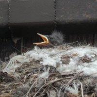 первый птенчик мухоловки,самый горлопанистый :: Рина Воржева