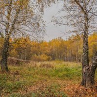 На опушке... :: Владимир Жданов