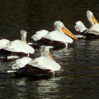 К другим берегам :: Юрий. Шмаков