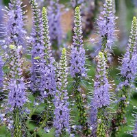 они на радость нам даны :: Олег Лукьянов