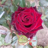 Царица из цариц - роза :: Маргарита Б