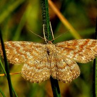 опять про бабочек...88 :: Александр Прокудин