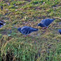 За мной шагом марш! :: Светлана 