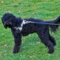 Лабрадудель Туча на прогулке :: Светлана 