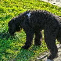 Туча решила пожевать травки - авитаминоз! :: Светлана Туча решила пожевать травки - авитаминоз! :: Светлана