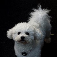 Бэла :: Сергей Порфирьев