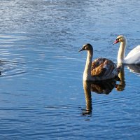 Лебеди в дикой природе. :: Милешкин Владимир Алексеевич 
