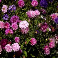 Мои астры! :: Нина Андронова