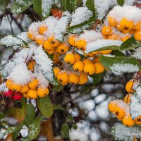 ... :: Светлана Ищенко