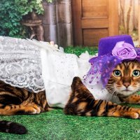 Бенгальская красотка :: Светлана Ищенко