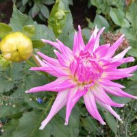 *** :: Любовь Сахарова