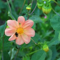 В объективе георгина (серия) :: Любовь Сахарова