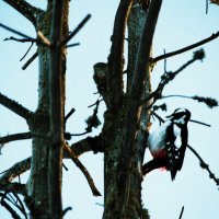 Где вы тут,зимующме букашки!? :: Владимир 