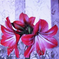 Гиппеаструм в ноябре зацвёл :: Людмила Смородинская