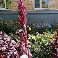 Цветы. :: Владимир Драгунский Цветы. :: Владимир Драгунский